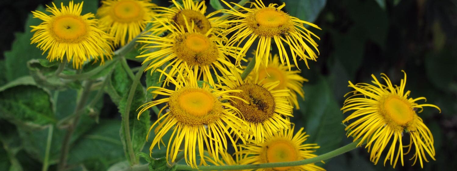 Fleurs d’aunée