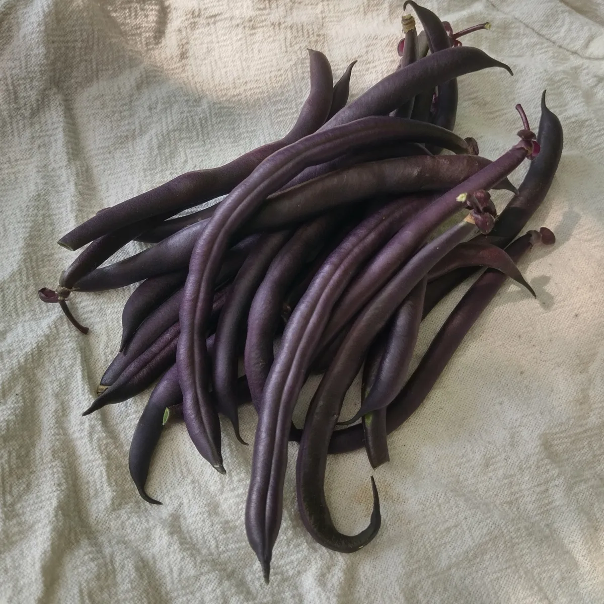 Violette Buschbohne 'Royal Burgundy' (Phaseolus vulgaris) Samen