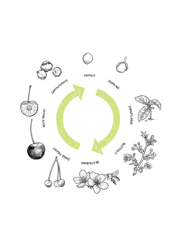 Graphique : cycle de la graine à la plantule, jeune plant, floraison, pollinisation, fruit et récolte des semences