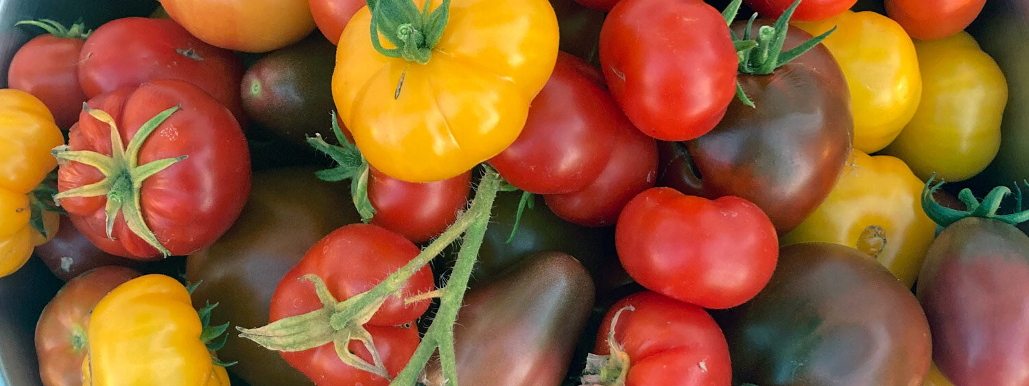 Tomates fraîchement récoltées rouges, jaunes et brun foncé, dont des variétés côtelées
