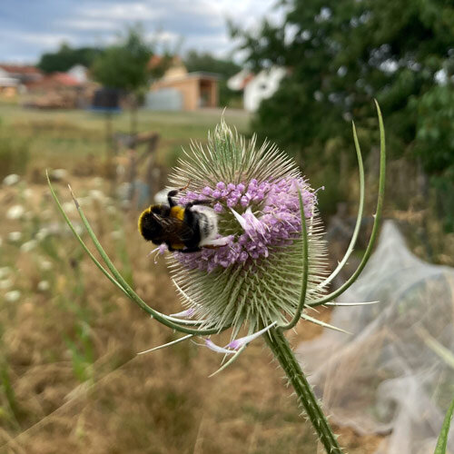 Fleur de la cardère sauvage