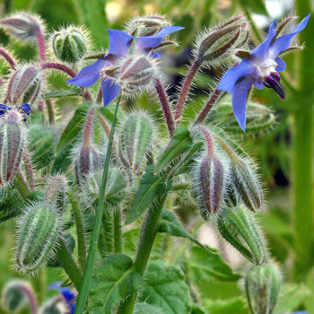 Bourrache (Borago officinalis) aux fleurs bleues et aux boutons velus