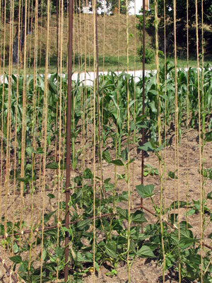 Jeunes haricots à rames grimpant le long de ficelles verticales, maïs derrière