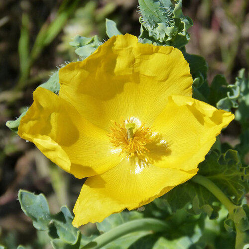 Glaucière jaune (Glaucium flavum) à fleur jaune vif et feuilles bleu-vert