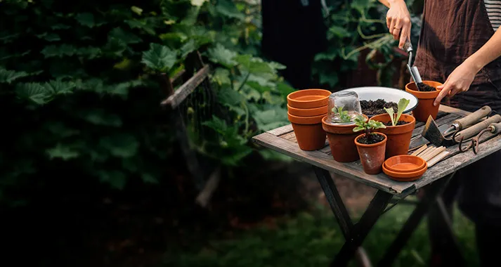 Table de jardin avec pots en terre cuite et jeunes plants pendant le rempotage