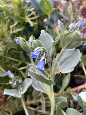 Plante huître (Mertensia maritima) aux clochettes bleues et feuilles bleu-vert