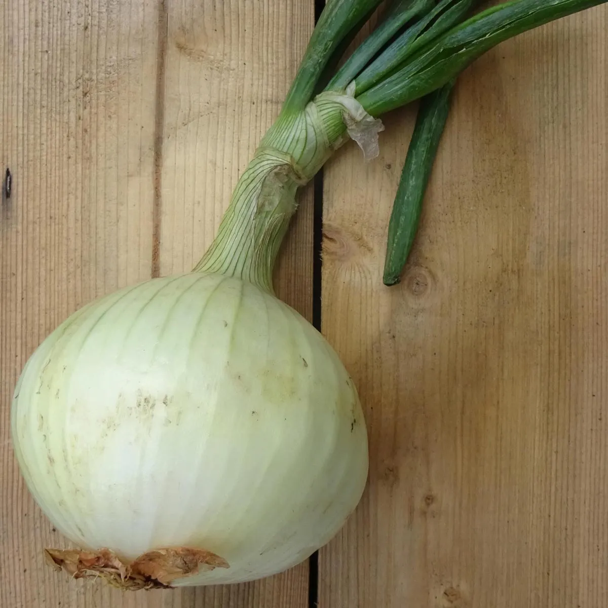 Gemüsezwiebel 'Globo' (Allium cepa) Samen