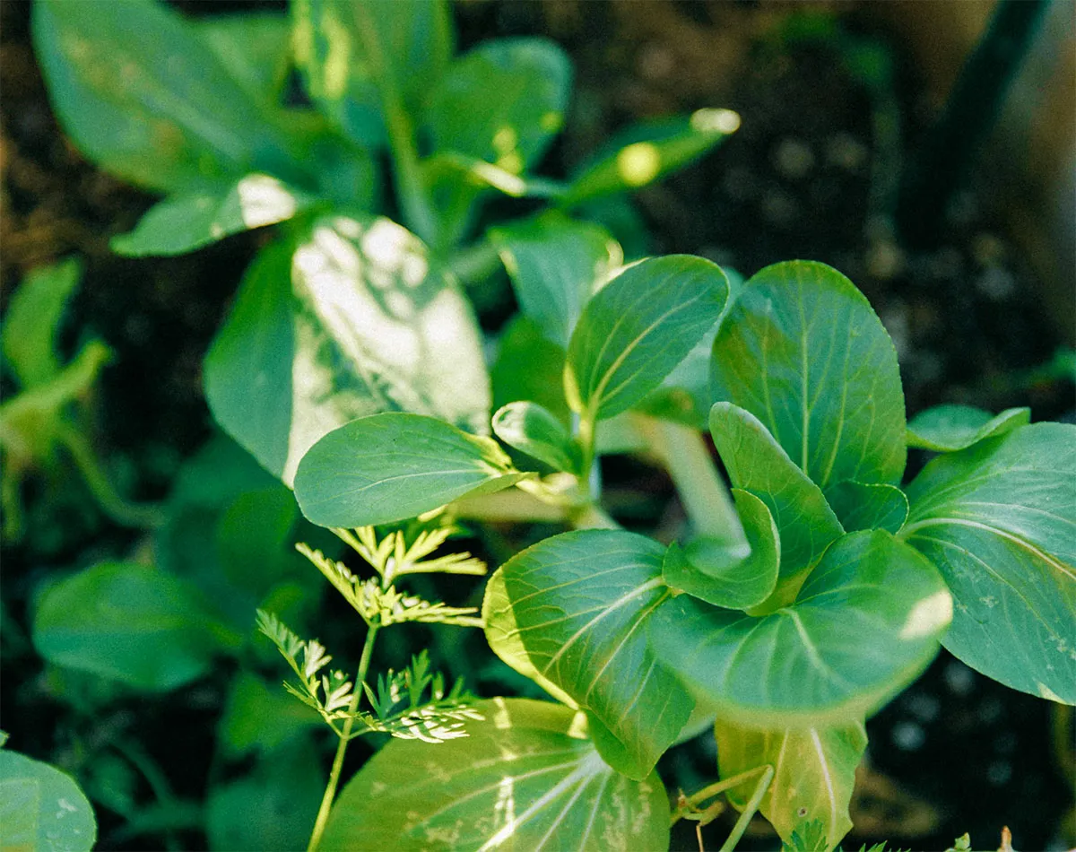 Légumes asiatiques