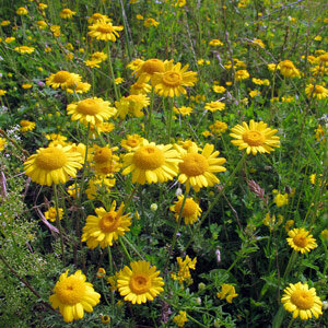 Anthémis/ camomille des teinturiers (Anthemis tinctoria) graines