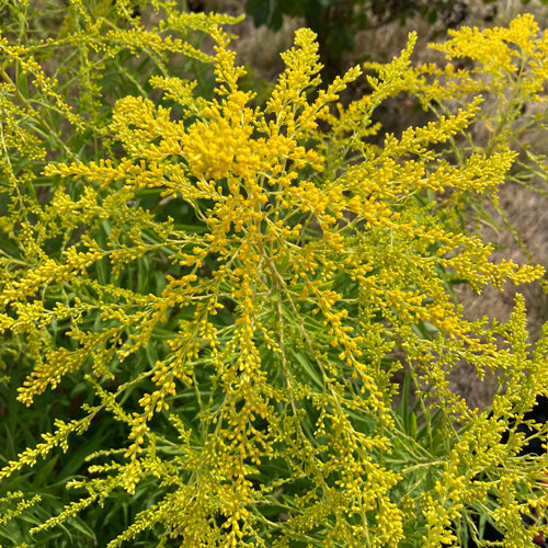 Panicules jaune d'or de la verge d'or (Solidago)