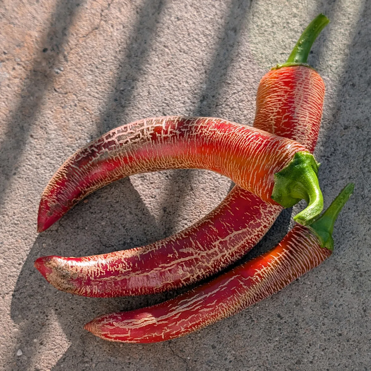 Chili 'Elefant' (Capsicum annuum) Bio-Saatgut