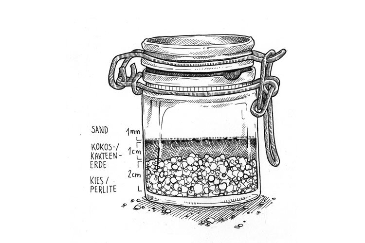 Dessin : bocal à fermeture mécanique pour semer des cactus, 2 cm de gravier ou perlite, 1 cm de terreau, 1 mm de sable