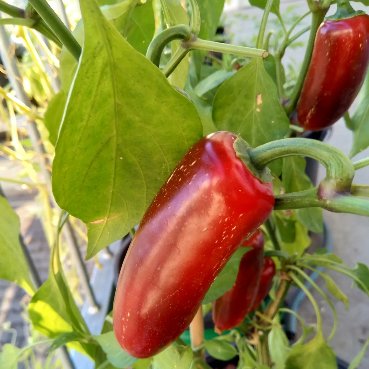 Milder Chili 'Nadapeño' (Capsicum annuum) Bio Saatgut