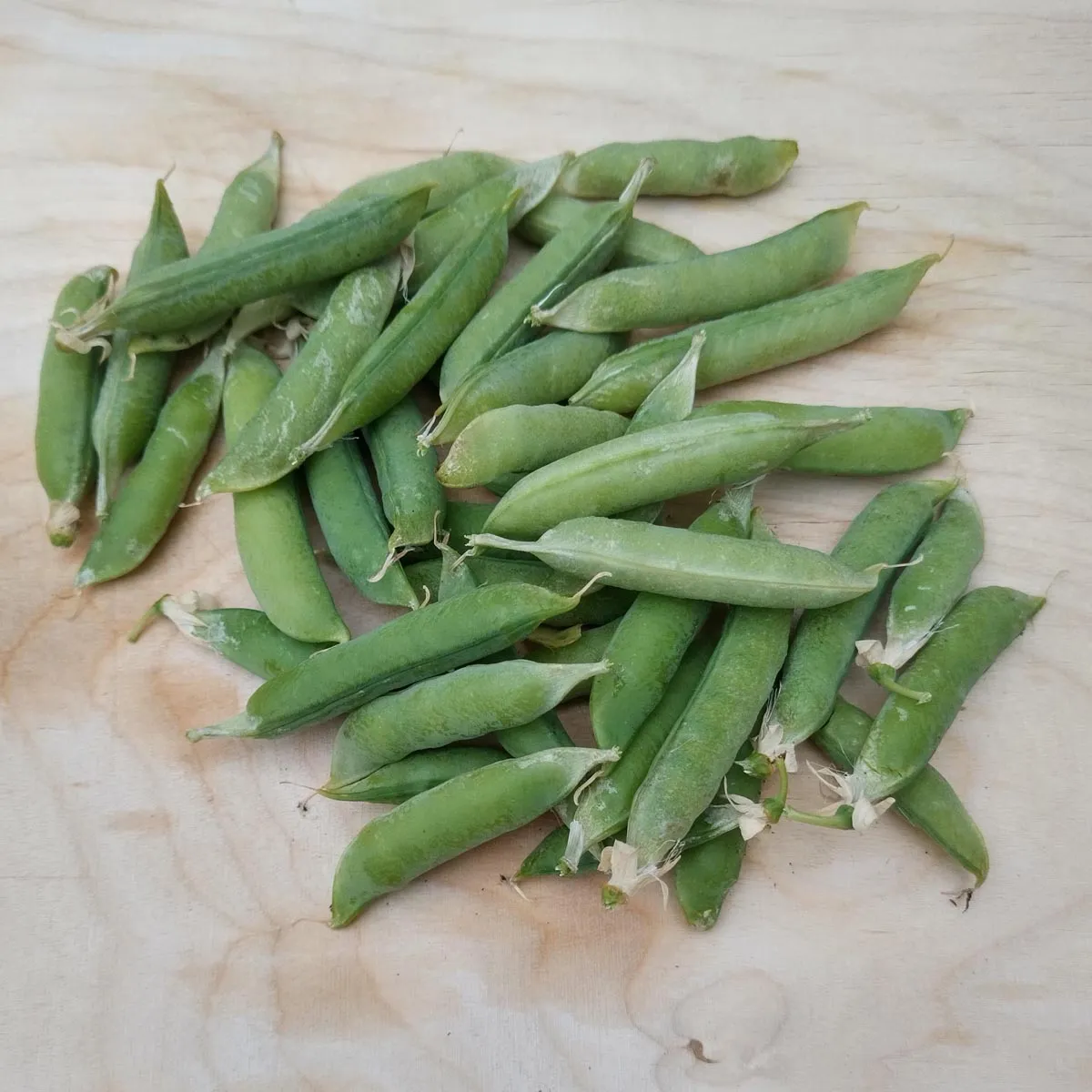 Pal-Erbse 'Kleine Rheinländerin' (Pisum sativum) Samen