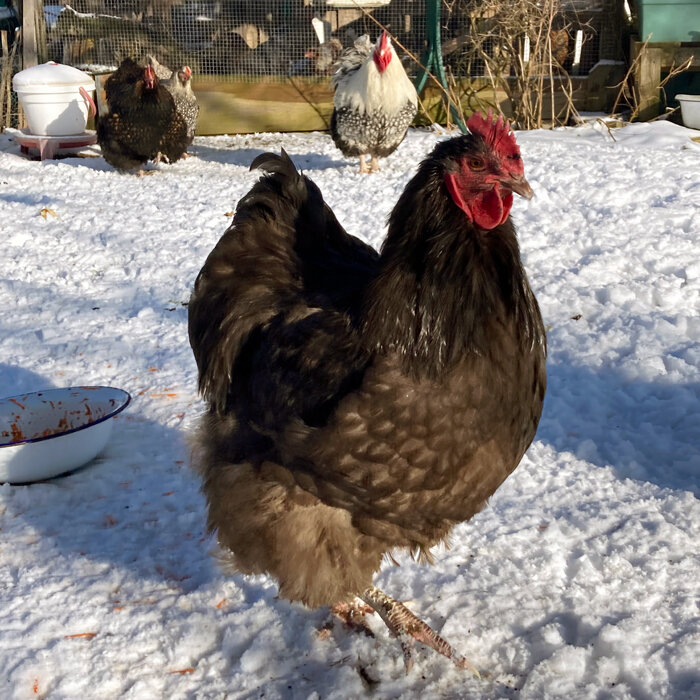 Poules se promenant dans leur enclos enneigé en hiver