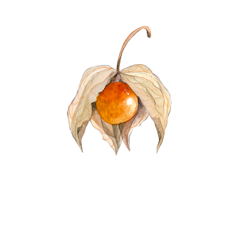 Graines de plantes tropicales