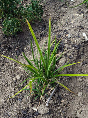 Souchet comestible / chufa (Cyperus esculentus var. sativus)