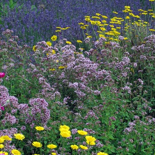 Carré d’aromatiques naturel aux fleurs rose violacé et jaunes, avec une mer de fleurs bleu violet derrière