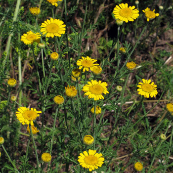 Camomille des teinturiers (Anthemis tinctoria) aux fleurs et boutons jaunes