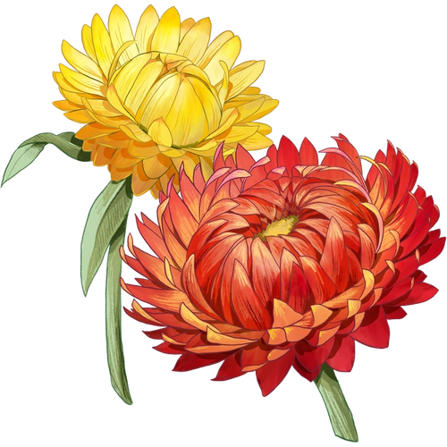 Strohblumen