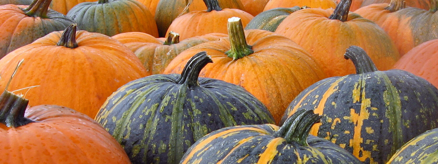 Courges récoltées orange et vert foncé rayées de jaune