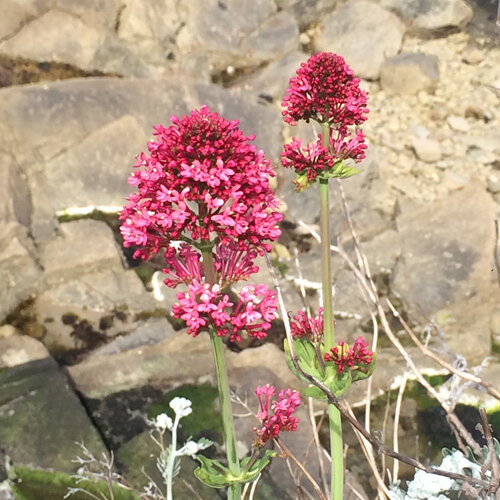 Centranthe rouge (Centranthus ruber) aux ombelles carmin devant des rochers