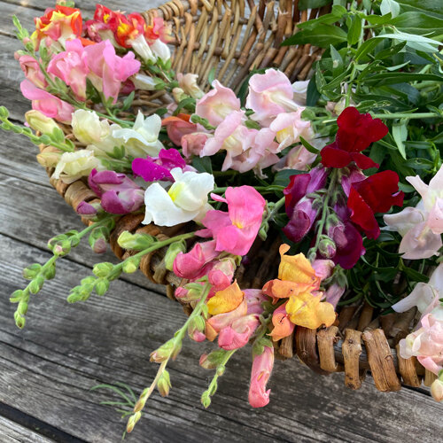 Mufliers fraîchement coupés, roses, rouges, jaunes et blancs, dans un panier en osier