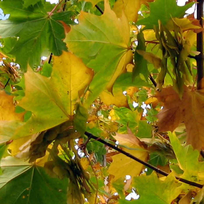 Feuillage d’érable vert et jauni avec samares en automne