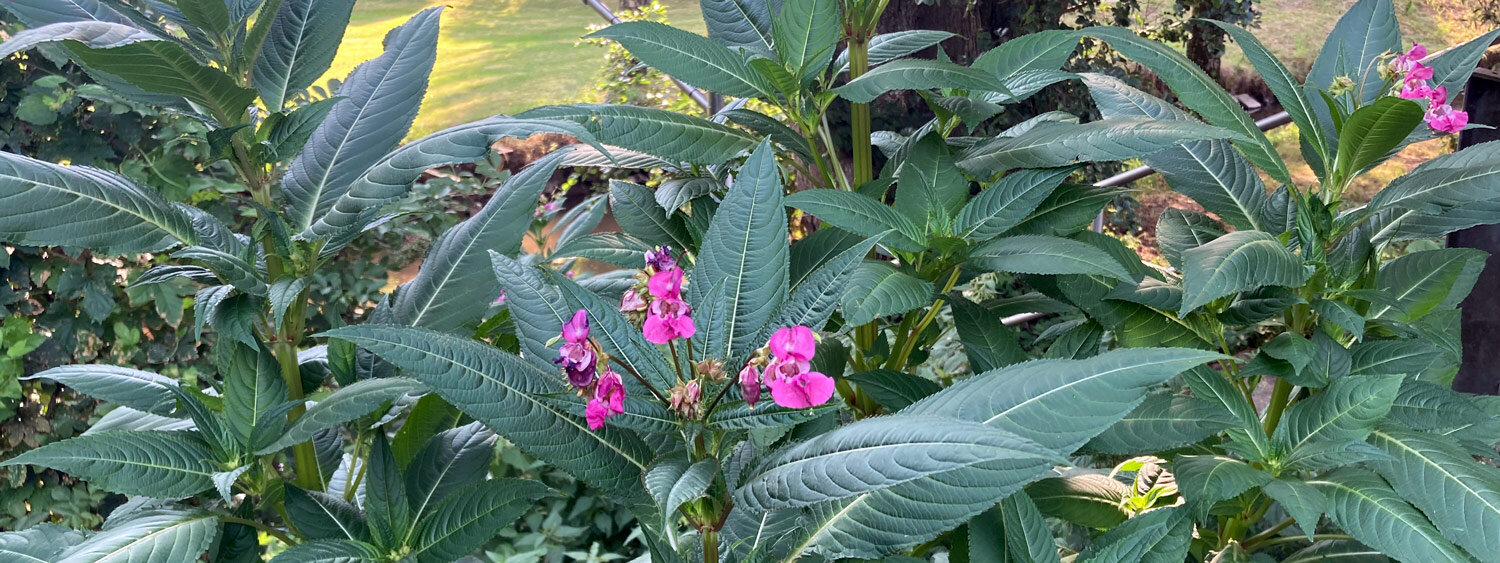 Population de balsamine de l'Himalaya au bord d'un ruisseau