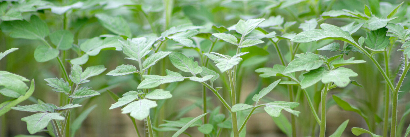 Semis de tomates après le repiquage