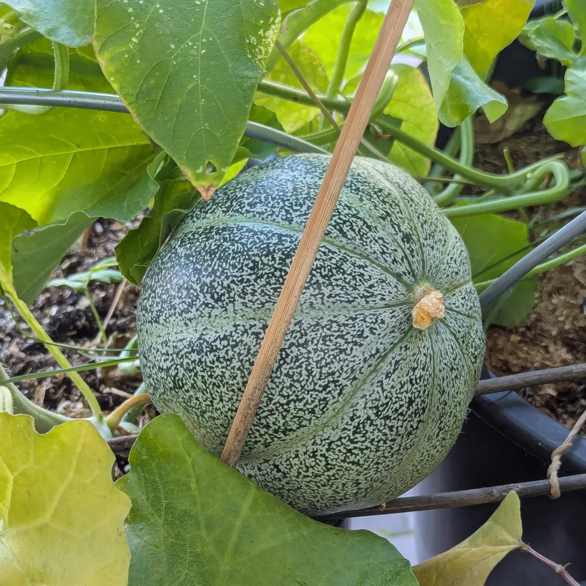 Netzmelone 'Petit gris de Rennes' (Cucumis melo) Bio-Saatgut