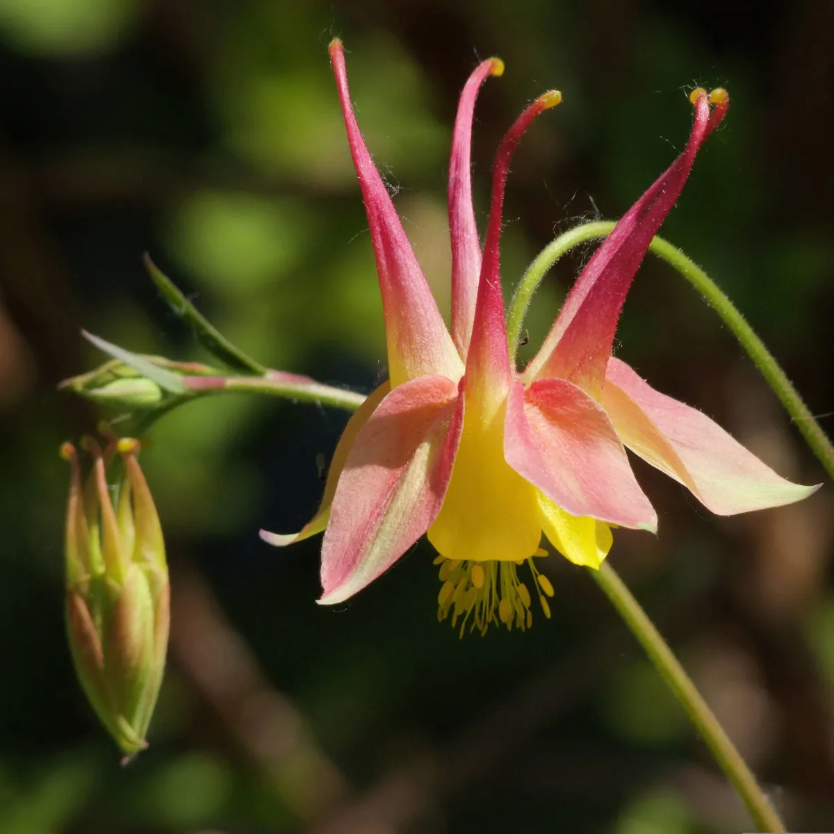 Kanadische Akelei (Aquilegia canadensis) Samen