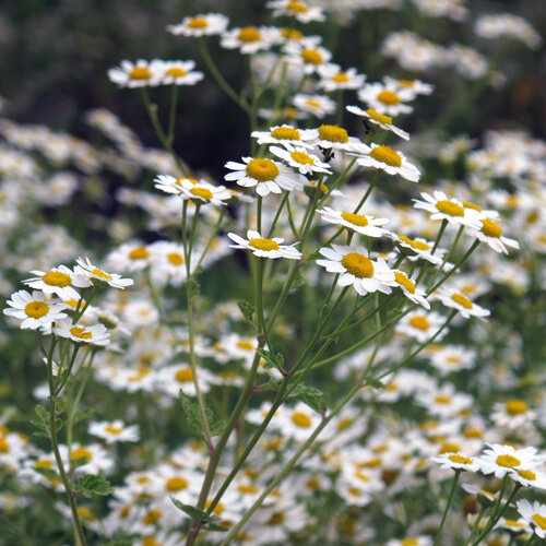 Grande camomille (Tanacetum parthenium) aux nombreuses petites fleurs blanches à cœur jaune