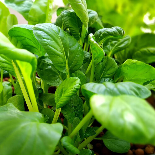 Jeunes plants de pak choï aux feuilles vertes et brillantes, en salade asiatique