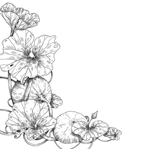 Dessin : plant de courge avec feuilles, vrilles et fruits