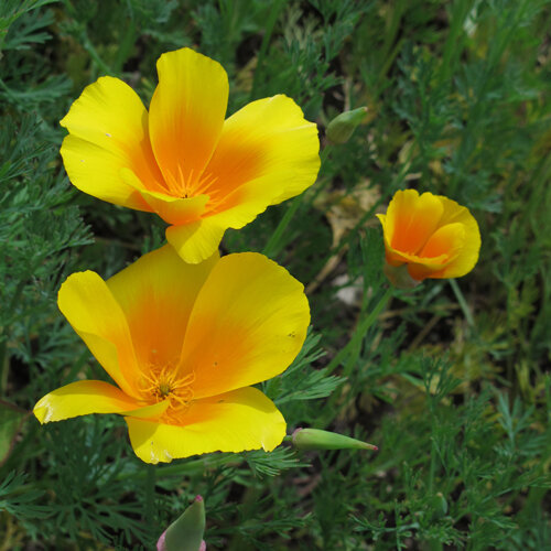 Fleurs jaune orangé de pavot de Californie (Eschscholzia californica)