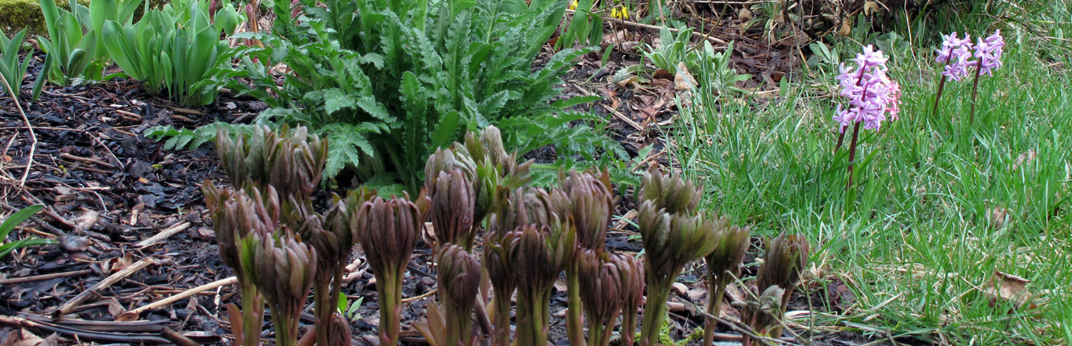 Le printemps devient visible au jardin