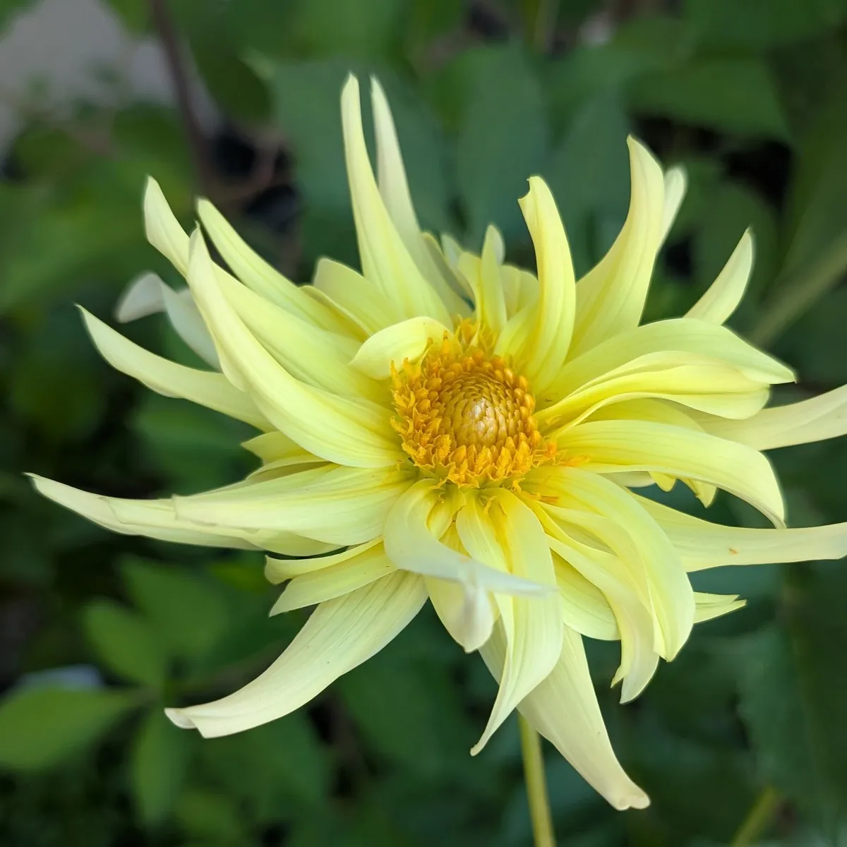 Hoher Dahlien-Mix 'Decorative Giants' (Dahlia variabilis) Samen