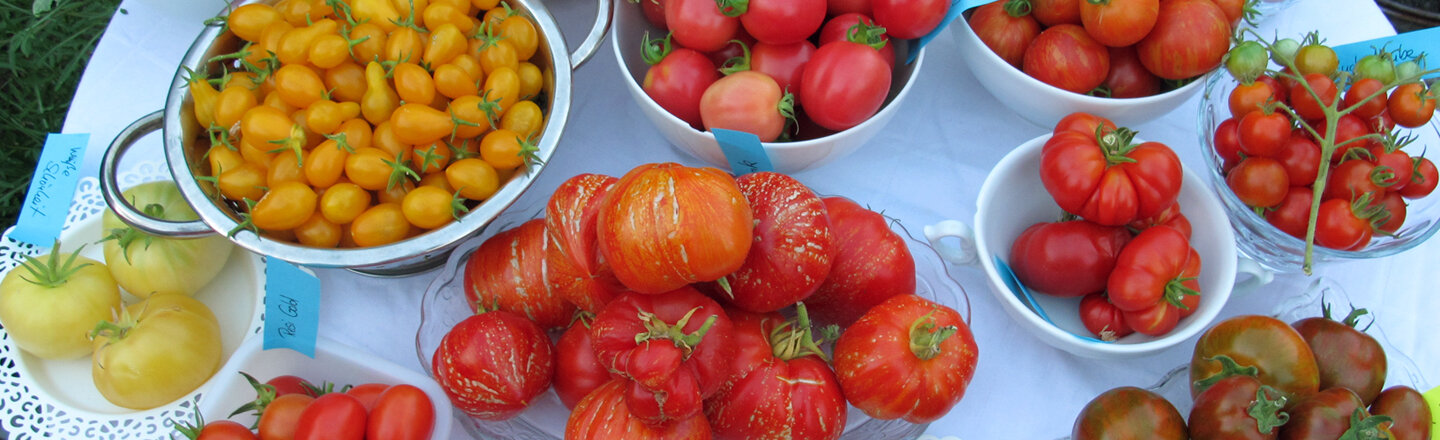 Différentes variétés de tomates dans des bols