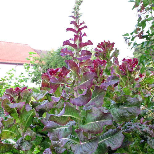 Salade à couper à feuilles rouges qui monte en graines avec une haute tige florale