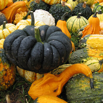 Courges et coloquintes de toutes formes et couleurs