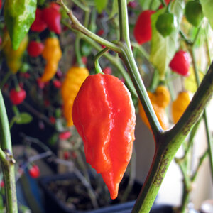 Piment 'Naga Jolokia' rouge et mûr sur la plante, avec des fruits rouges et jaunes à l'arrière