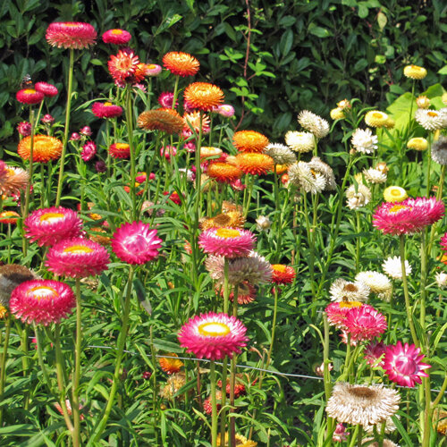 Immortelle à bractées (Xerochrysum bracteatum) rose, orange, jaune et blanche en massif