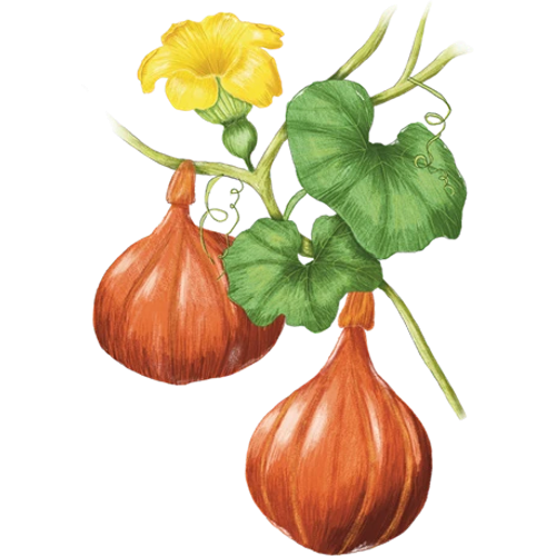 Kürbis