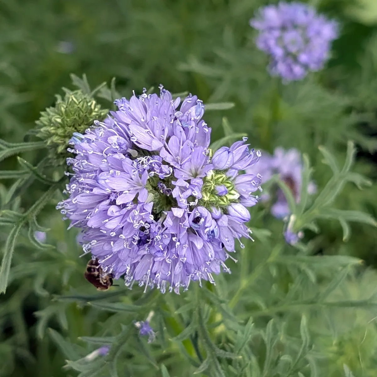 Kopfige Gilie / Blaues Sperrkraut (Gilia capitata) Samen