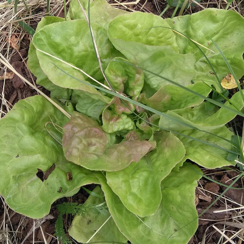 Laitue beurre aux feuilles tendres vert clair au potager