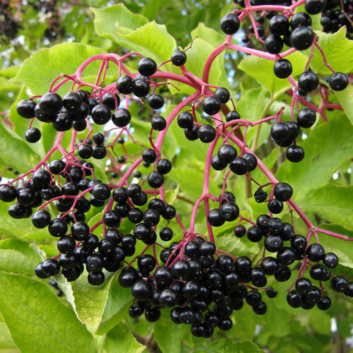 Baies de sureau noires et mûres sur des grappes rouges au début de l'automne