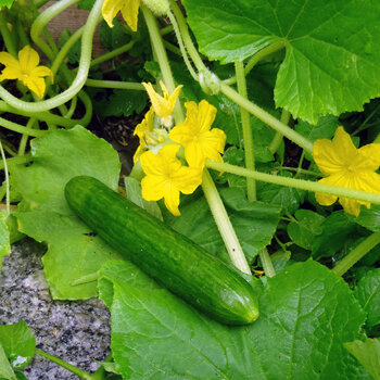 Concombre vert sur le plant avec des fleurs jaunes
