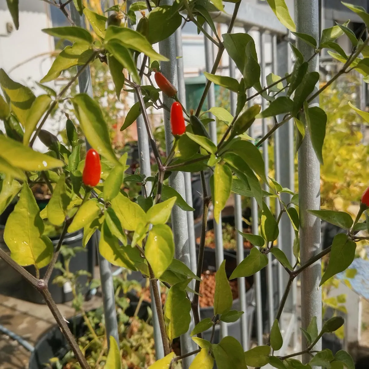 Wildchili 'Chacoense' (Capsicum chacoense) Samen
