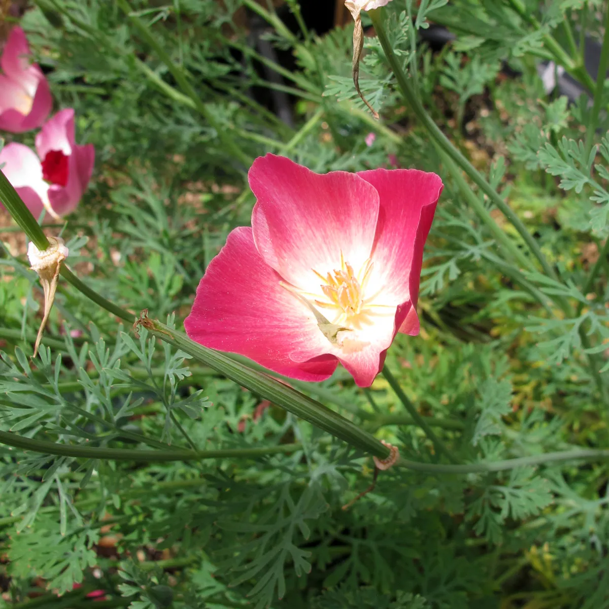 Kalifornischer Goldmohn 'Carmine King' (Eschscholzia californica) Samen